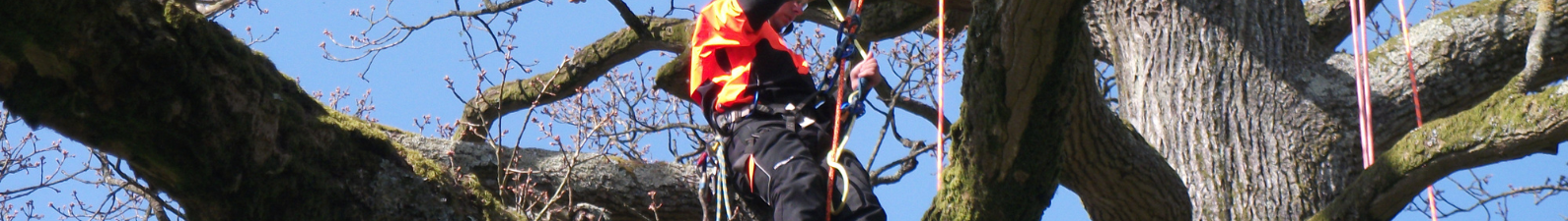 harnesses for tree climbing